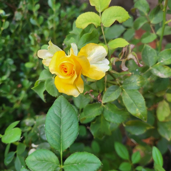 Meet your Posher, Tracy - Picture 9 of 11